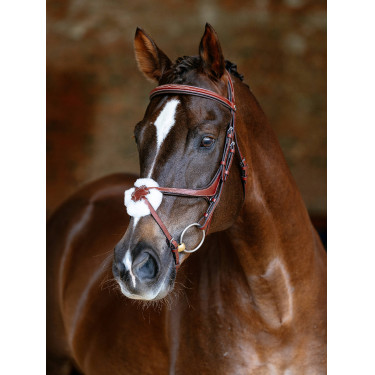 Bridon LeMieux Grackle Castanho