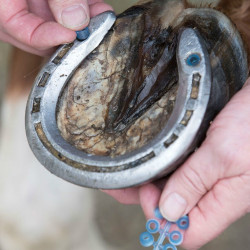 Tampões para cravos LeMieux Stud Plugz com 60 unidades