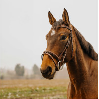 Bridon Norton Club Strass V Preto