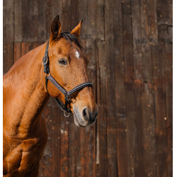 Cabresto de nylon Equithème Domino Cobre Castanho