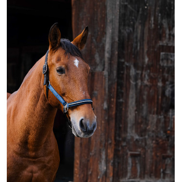 Cabresto de nylon Equithème Domino Azul royal