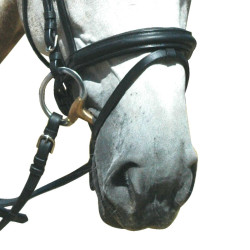 Bridon Pull Back Le Touquet Privilégio Equitação