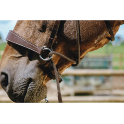 Bridon Sem-freio Norton Havana Castanho