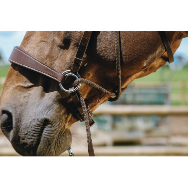 Bridon Sem-freio Norton Havana Castanho