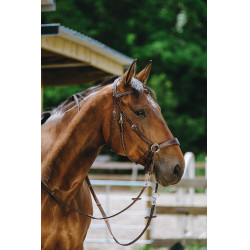 Bridon Sem-freio Norton Havana Castanho