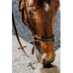 Bridon Sem-freio Norton Havana Castanho
