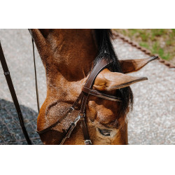 Bridon Sem-freio Norton Havana Castanho