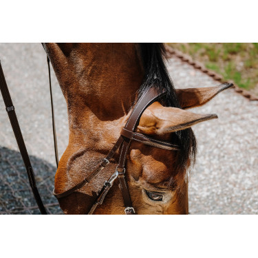Bridon Sem-freio Norton Havana Castanho