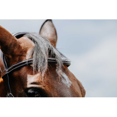 Bridon Freedom Norton Havana Castanho