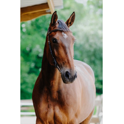 Bridon Freedom Norton Havana Castanho