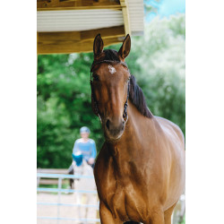 Bridon Freedom Norton Havana Castanho