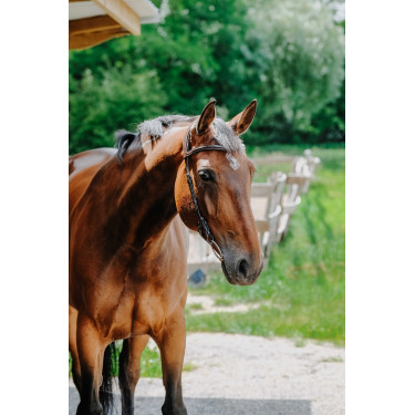 Bridon Freedom Norton Havana Castanho