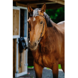 Bridon Freedom Norton Havana Castanho