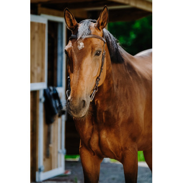 Bridon Freedom Norton Havana Castanho