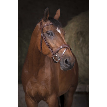 Bridon Norton Pro Vague Havana Castanho