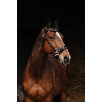 Bridon Norton Pro Hackamore Preto Bridon Norton Pro Hackamore Preto