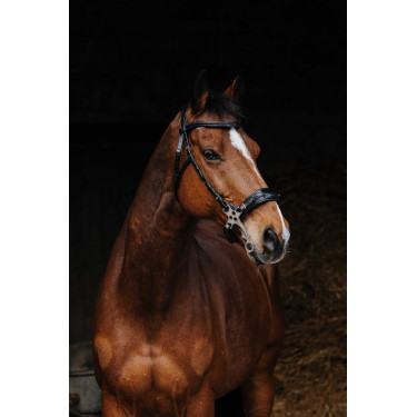 Bridon Norton Pro Hackamore Preto Bridon Norton Pro Hackamore Preto