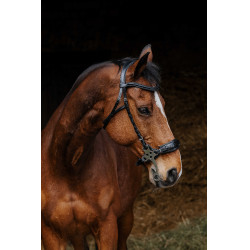 Bridon Norton Pro Hackamore Preto Bridon Norton Pro Hackamore Preto