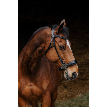 Bridon Norton Pro Hackamore Preto Bridon Norton Pro Hackamore Preto