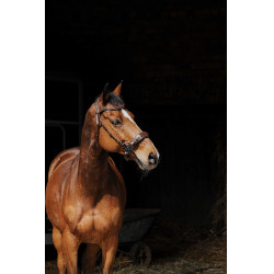 Bridon Norton Pro Hackamore Bridon Norton Pro Hackamore