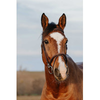 Bridon Norton Club Easy Havana Castanho