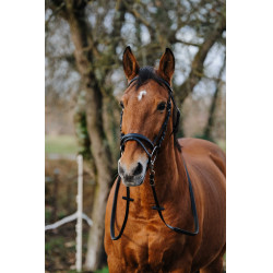 Treinamento de Bridon Norton Preto