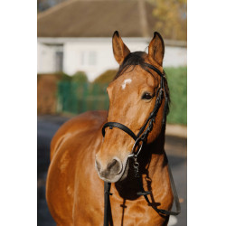 Treinamento de Bridon Norton Preto