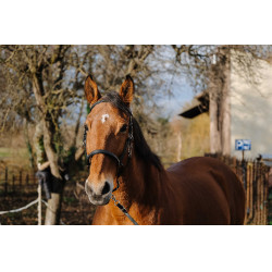 Bridão/Cabeção Norton Training Preto