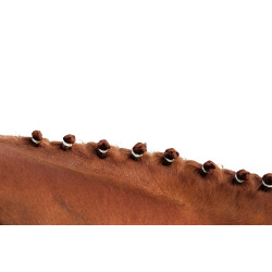 Elásticos para crina Elásticos para crina
