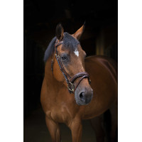 Bridon Eric Thomas Pro Wave Havana Castanho