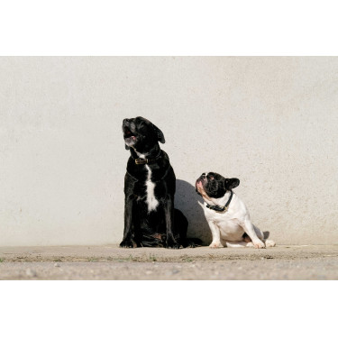 Coleira e trela para cão Equithème Max Coleira e trela para cão Equithème Max