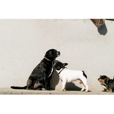 Coleira e trela para cão Equithème Max Coleira e trela para cão Equithème Max