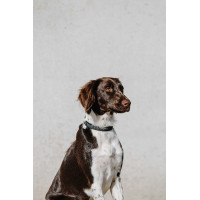 Coleira para cão Equithème Nala Preto Coleira para cão Equithème Nala Preto