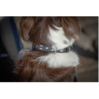 Coleira para cão Pénélope Pearl Preto / branco Coleira para cão Pénélope Pearl Preto / branco