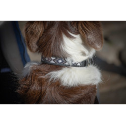 Coleira para cão Pénélope Pearl Coleira para cão Pénélope Pearl
