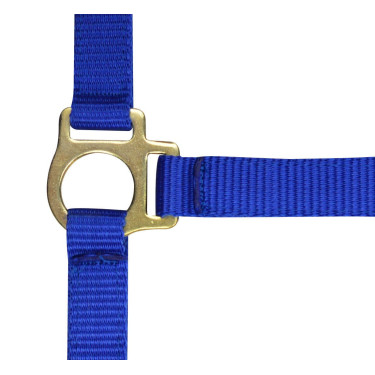 Cabresto de nylon para potro Azul royal Cabresto de nylon para potro Azul royal