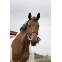 Caveção de nylon dupla espessura com fechos de fivela Norton Azul-marinho Caveção de nylon dupla espessura com fechos de fivela Norton Azul-marinho