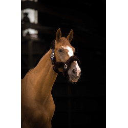 Caveção Equithème Teddy Marinho / castanho Azul