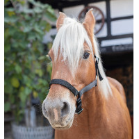 Caveção Norton Cavalo de Tração Preto