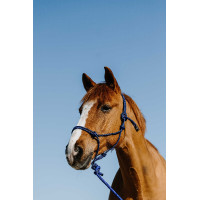 Cabresto etológico + corda guia Norton Duo Azul / preto