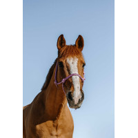 Cabresto etológico Norton Glim Rosa / prata