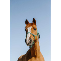 Cabresto etológico Norton Glim Verde claro / prata