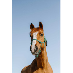 Cabresto etológico Norton Glim Verde claro / prata