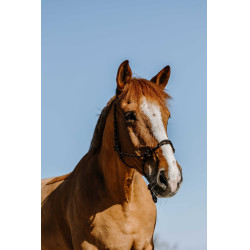Cabresto etológico Westride Western