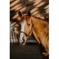 Cabresto Norton US Havana Castanho Cabresto Norton US Havana Castanho