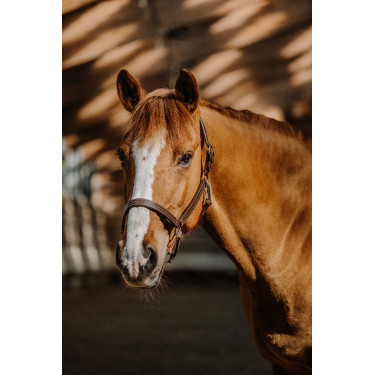 Cabresto Norton US Havana Castanho