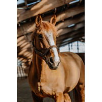 Cabresto Norton US Havana Castanho Cabresto Norton US Havana Castanho