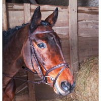Bridão Klimt T de T focinheira combinada Havana escuro Castanho Bridão Klimt T de T focinheira combinada Havana escuro Castanho