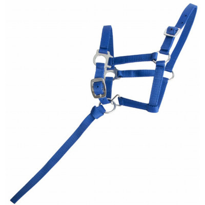 Licol foal synthétique T de T Bleu roi