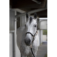 Cabezada + guia Norton Rose gold Preto Cabezada + guia Norton Rose gold Preto